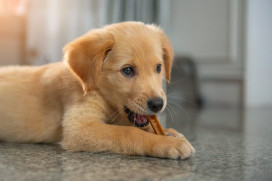 Jak regularne podawanie naturalnych gryzaków wpływa na rozwój szczeniaka?