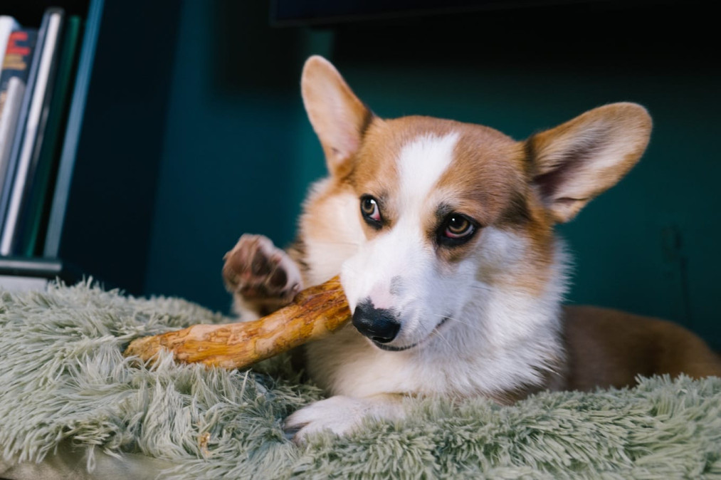 Jak gryzaki pomagają walczyć z kamieniem nazębnym u małych psów?